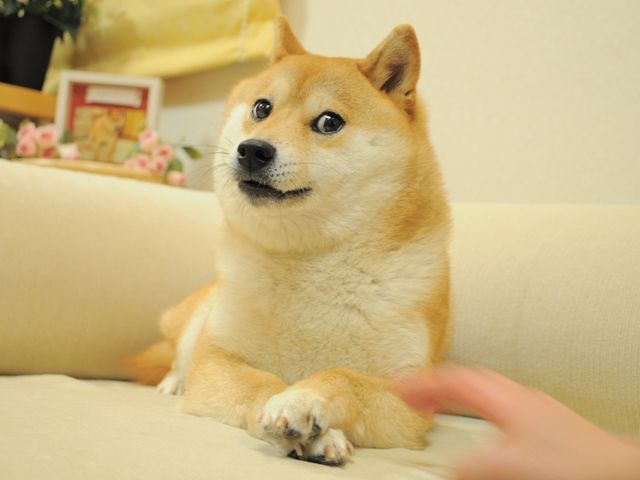 dogecoin nasıl alınır