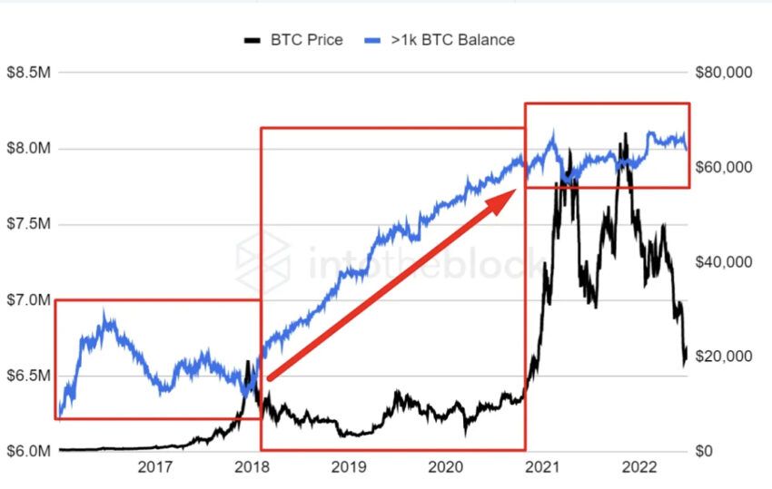 bitcoin balina